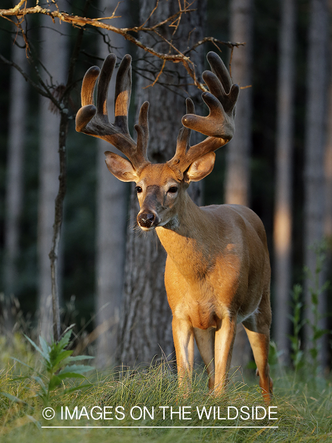 White-tailed buck in velvet.