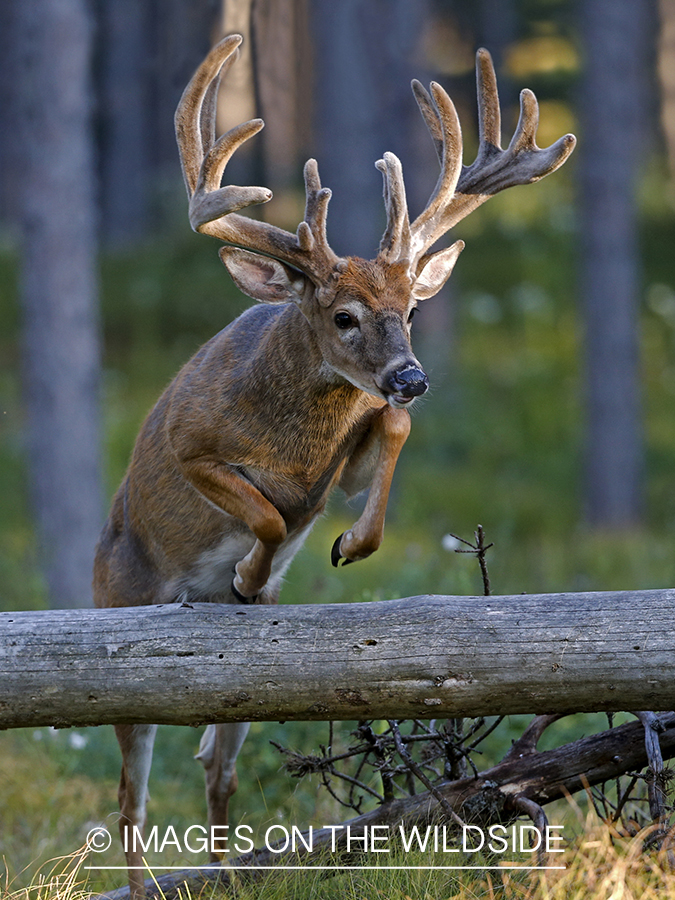 White-tailed buck in velvet in field.