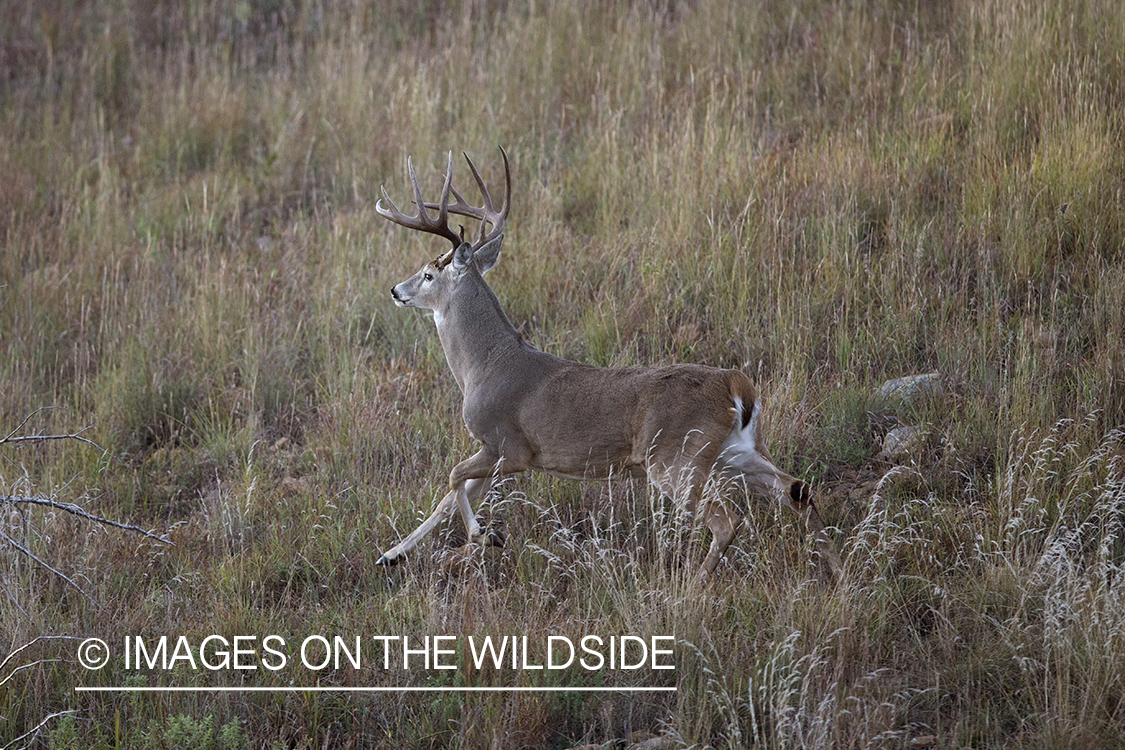 White-tailed buck running in field.