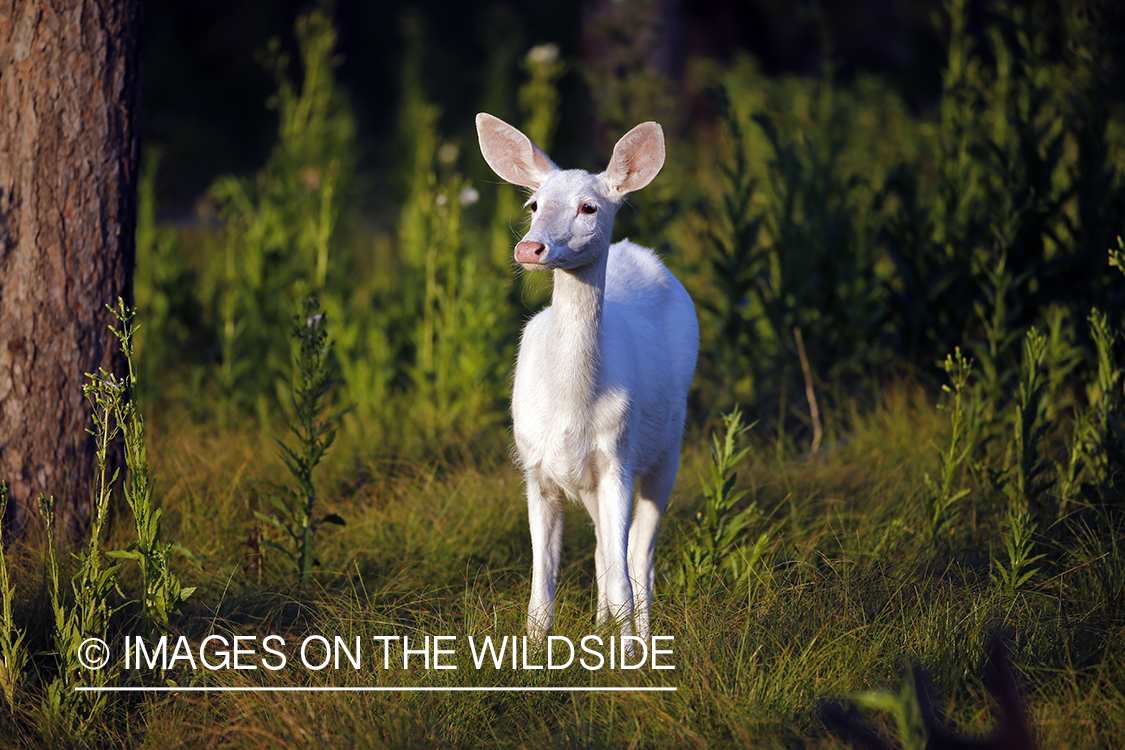 Albino white-tailed deer in field.