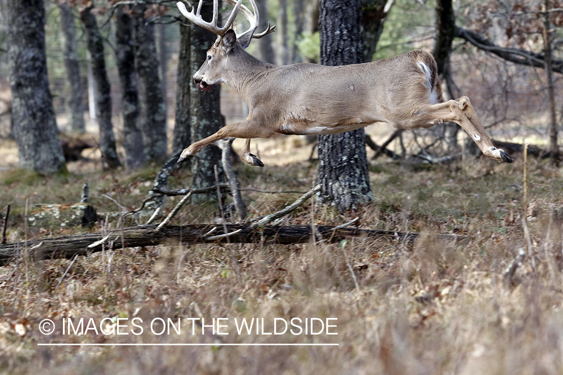 White-tailed buck leaping over fallen tree.