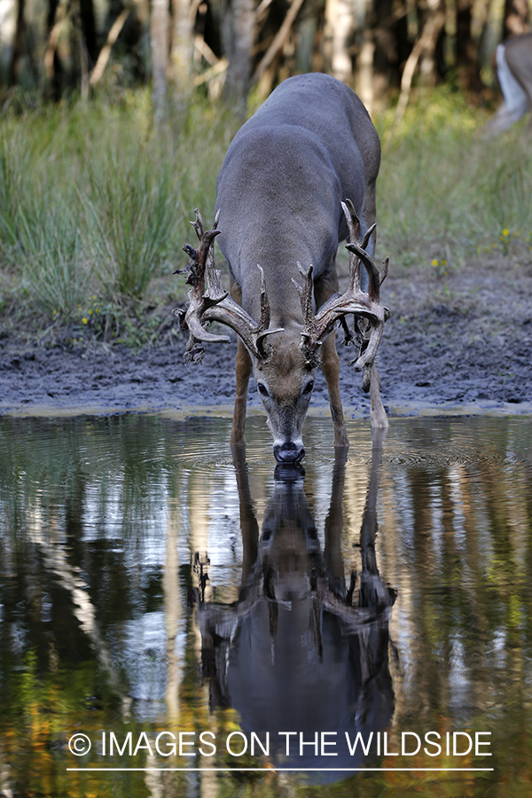 White-tailed buck in the rut.