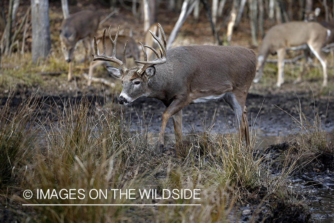 White-tailed buck in water.