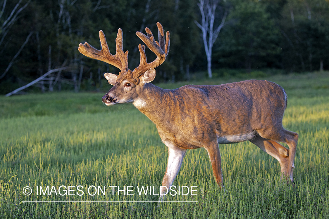 White-tailed buck in Velvet.