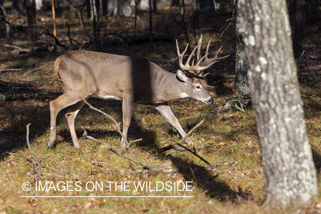 White-tailed buck in field.