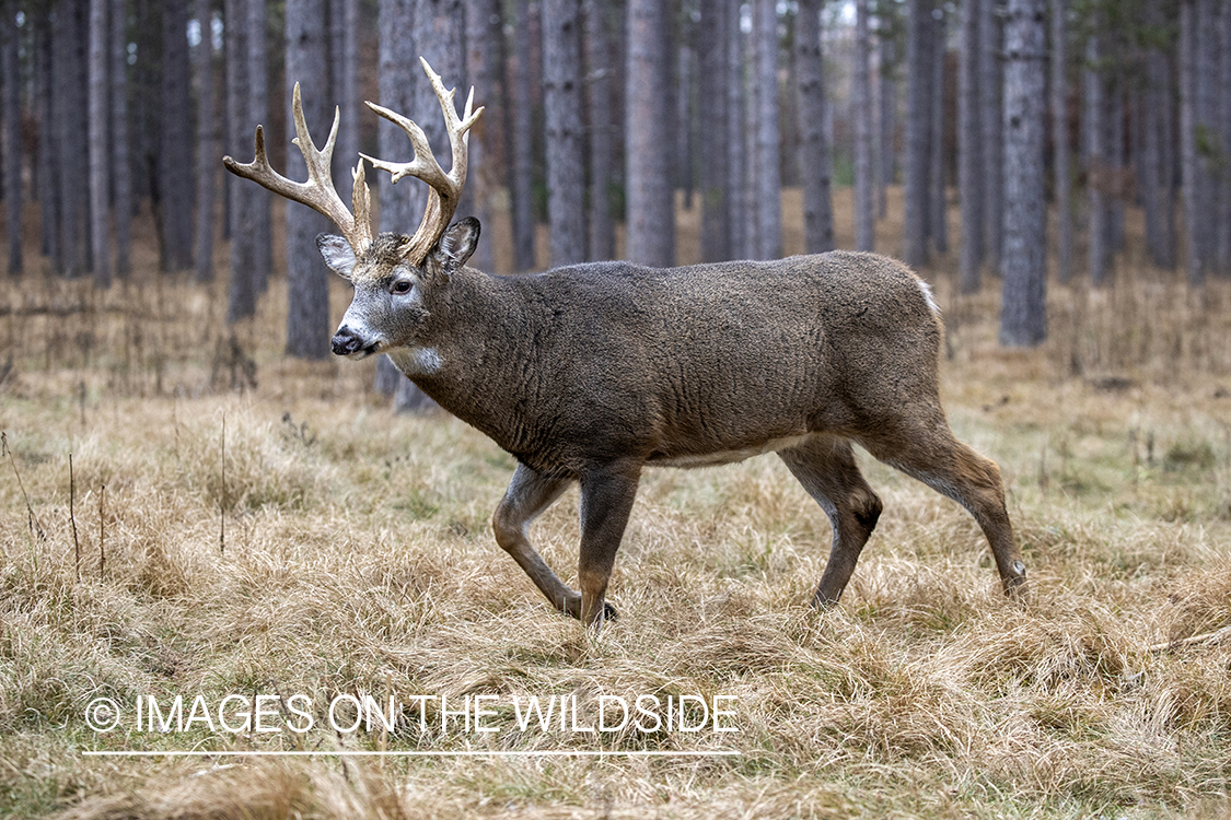 White-tailed buck in field.