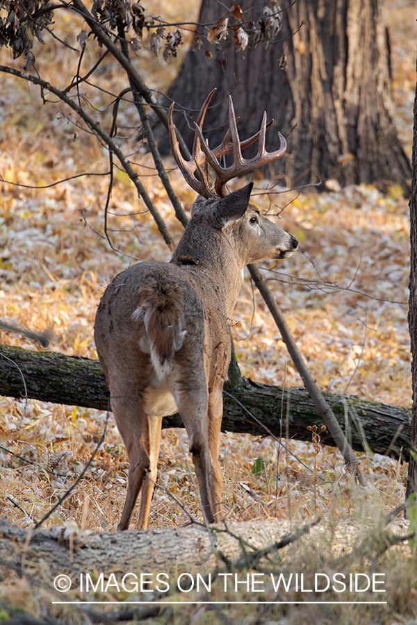 White-tailed buck in habitat.