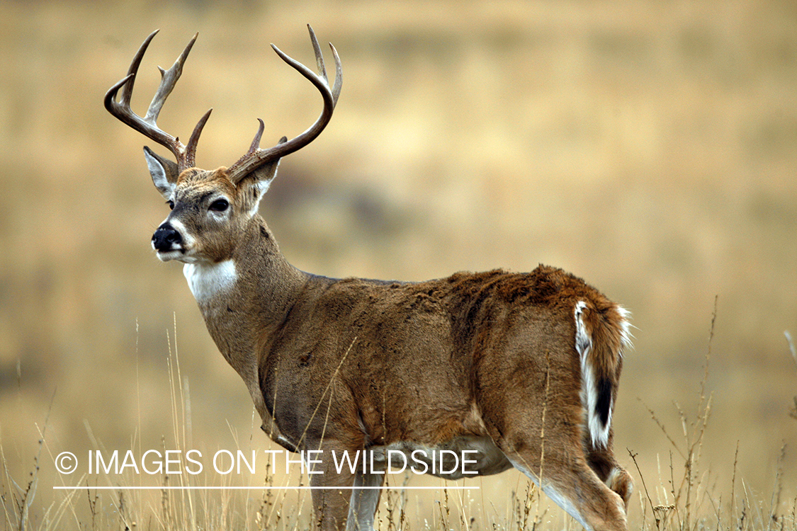 White-tailed deer in habitat