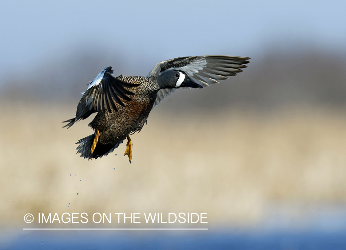 Blue-winged Teal in flight.