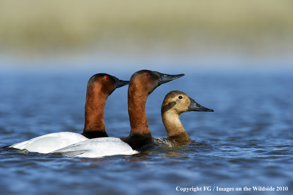 Canvasback drakes and hen in habitat