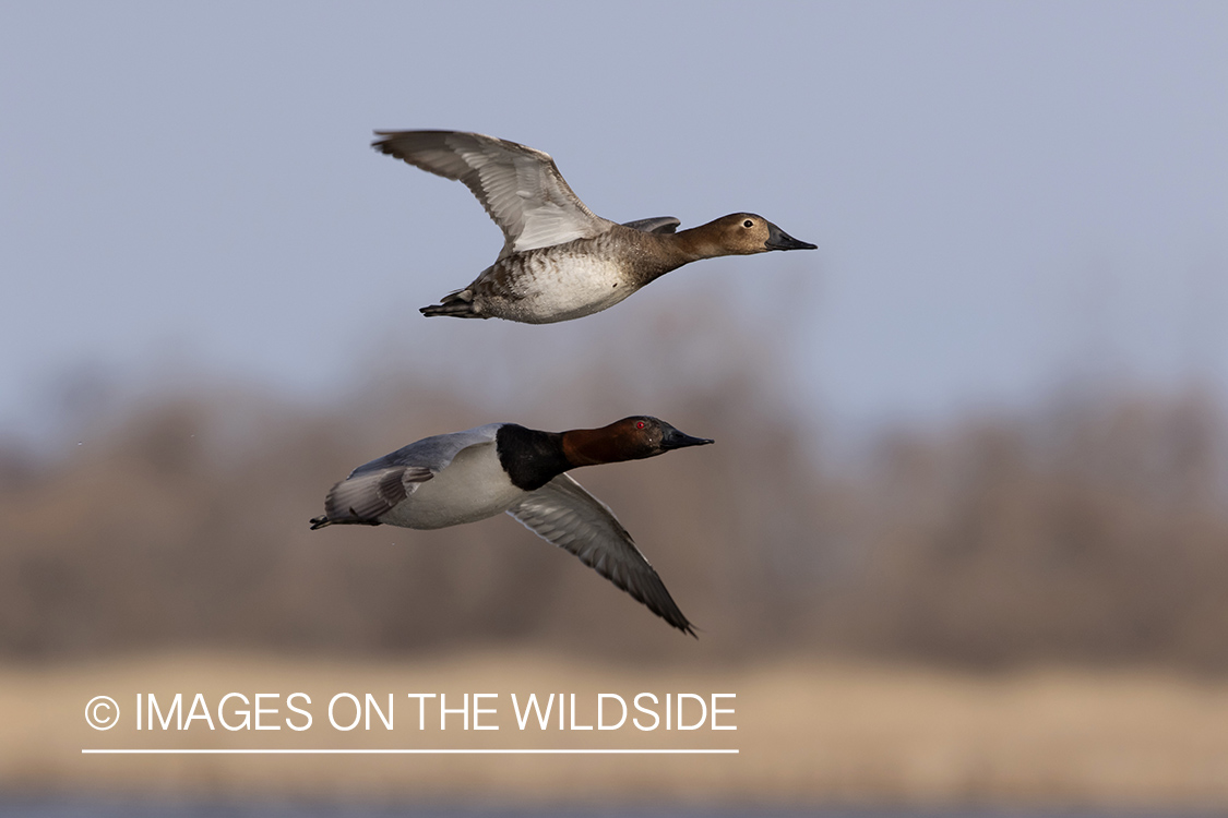 Canvasbacks in flight.