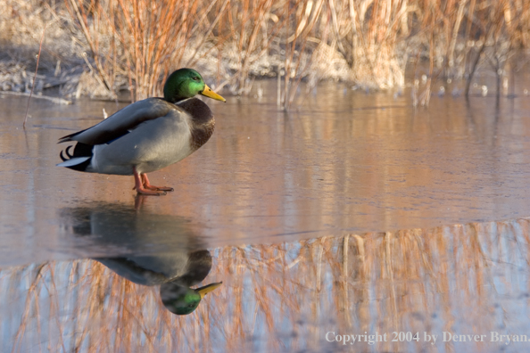 Mallard drake on ice.