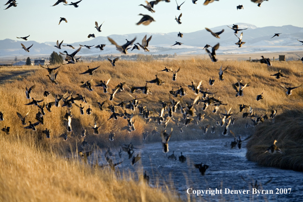 Mallard ducks in flight