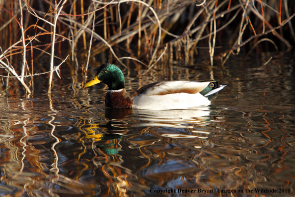 Mallard drake in flight