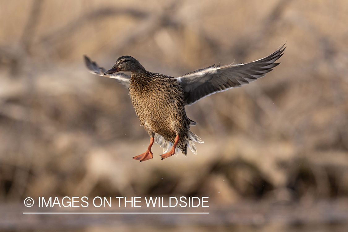 Mallard hen in flight.