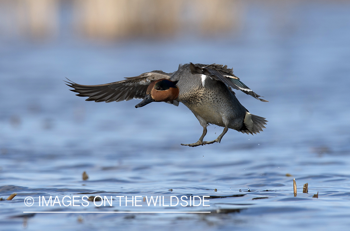 Green-winged Teal in flight.