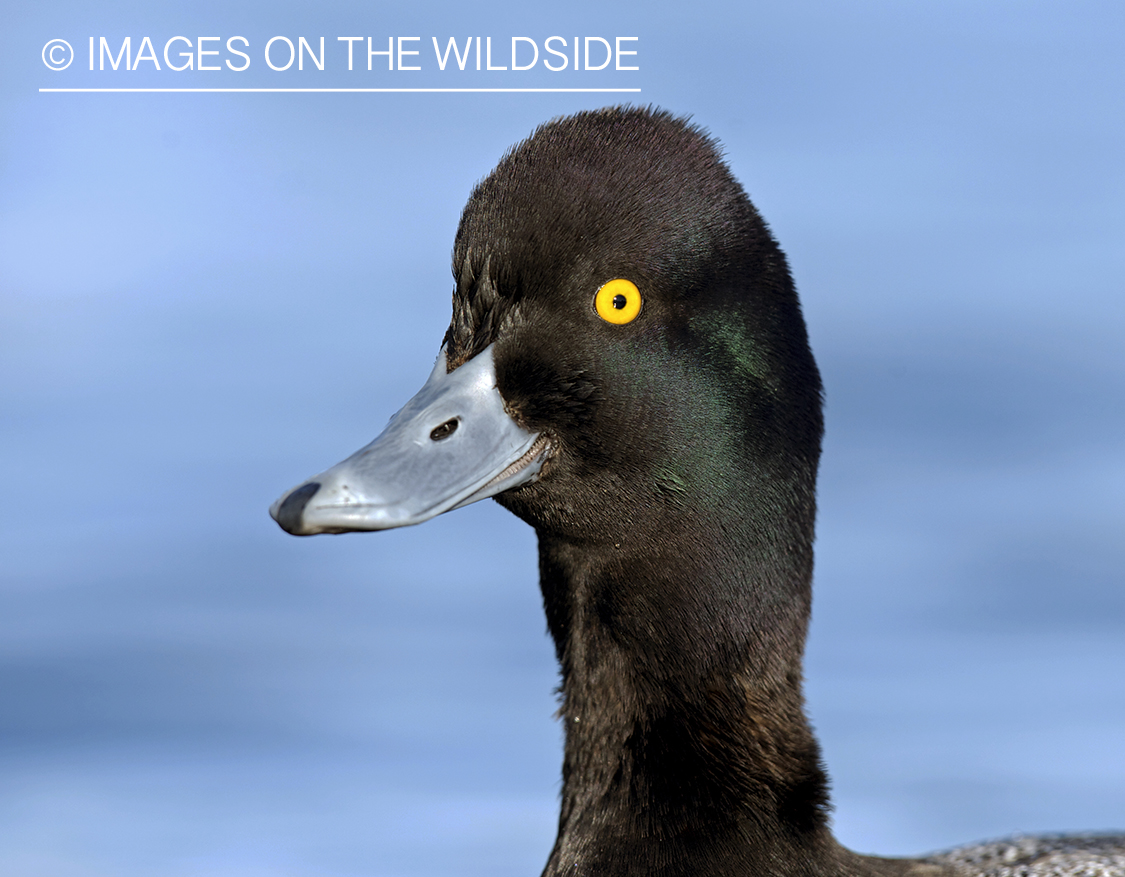 Lesser Scaup duck in habitat.