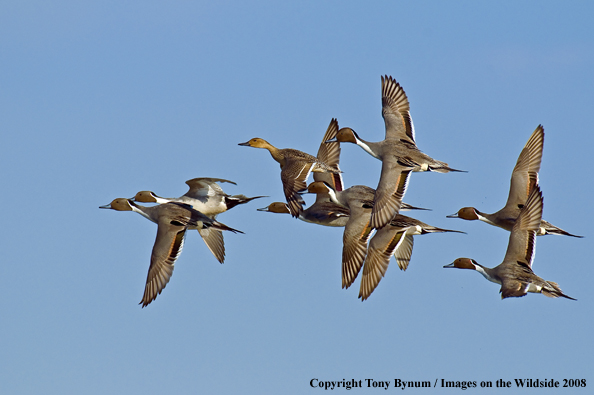 Pintails in habitat