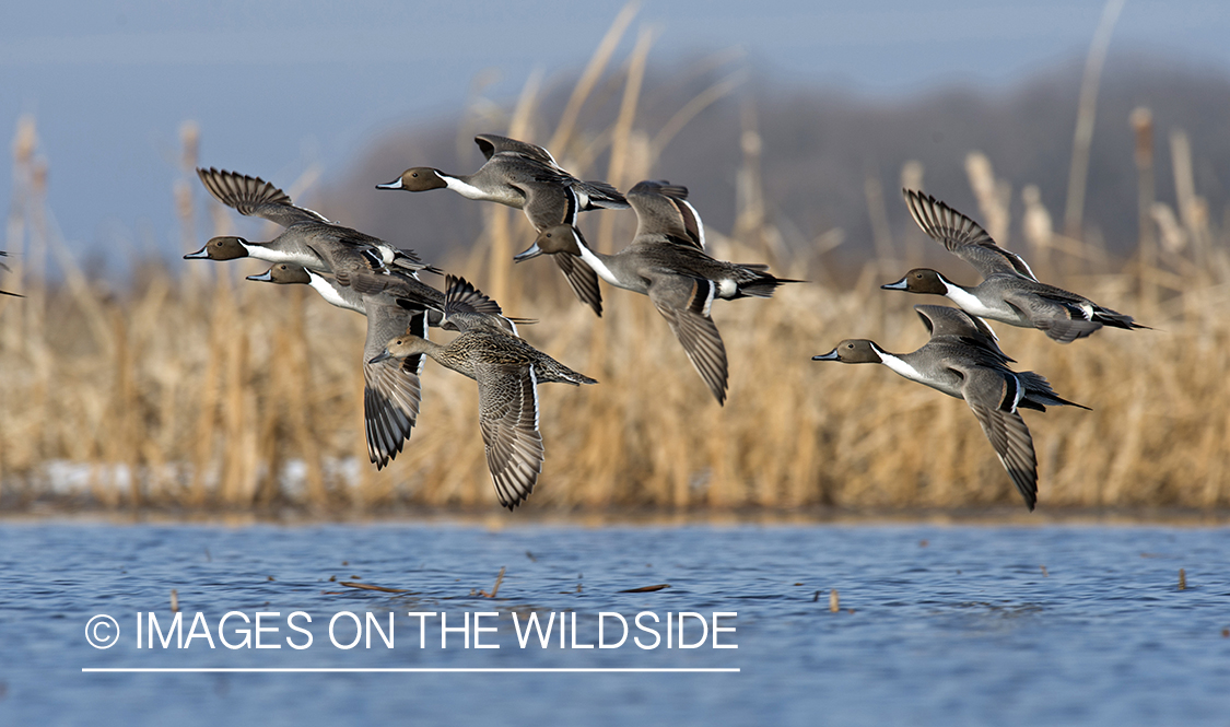 Pintails in flight.