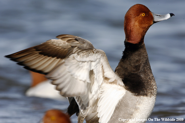 Redhead Drake