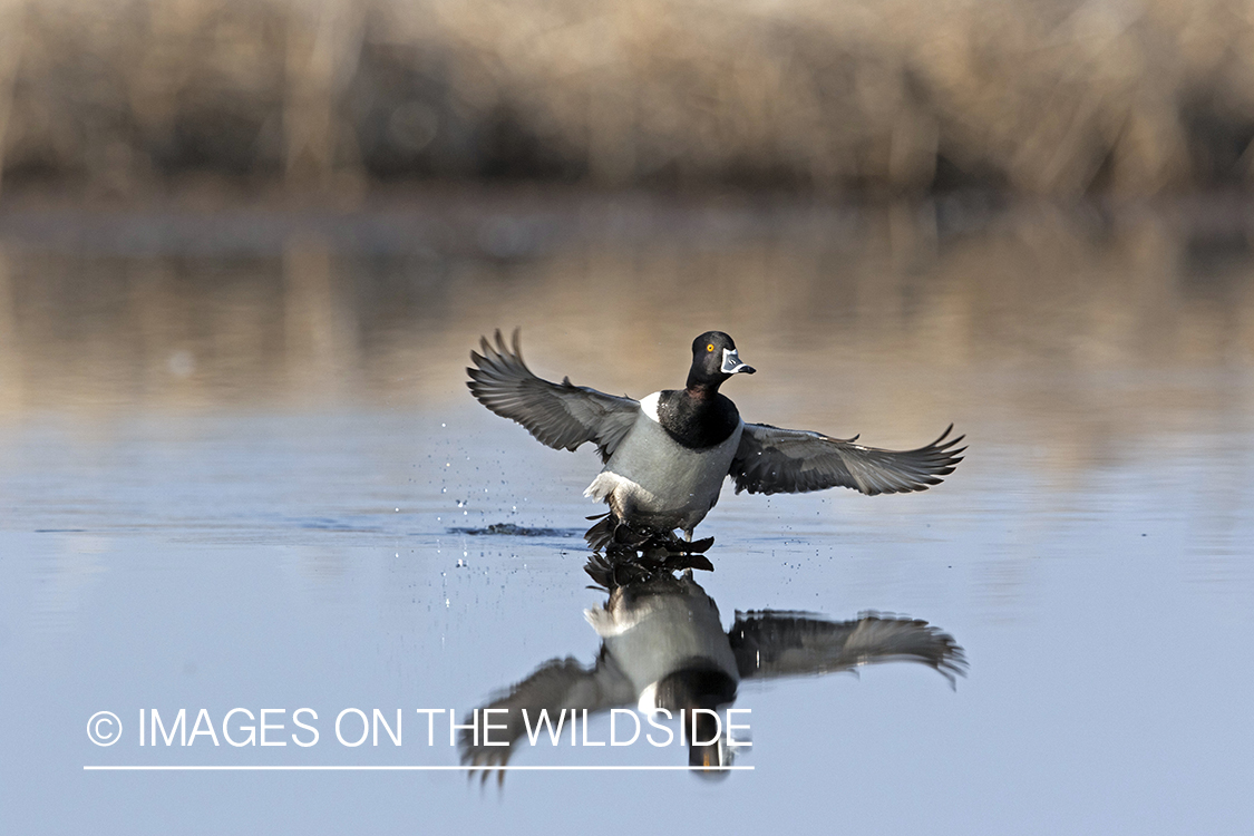 Ring-necked duck in flight.