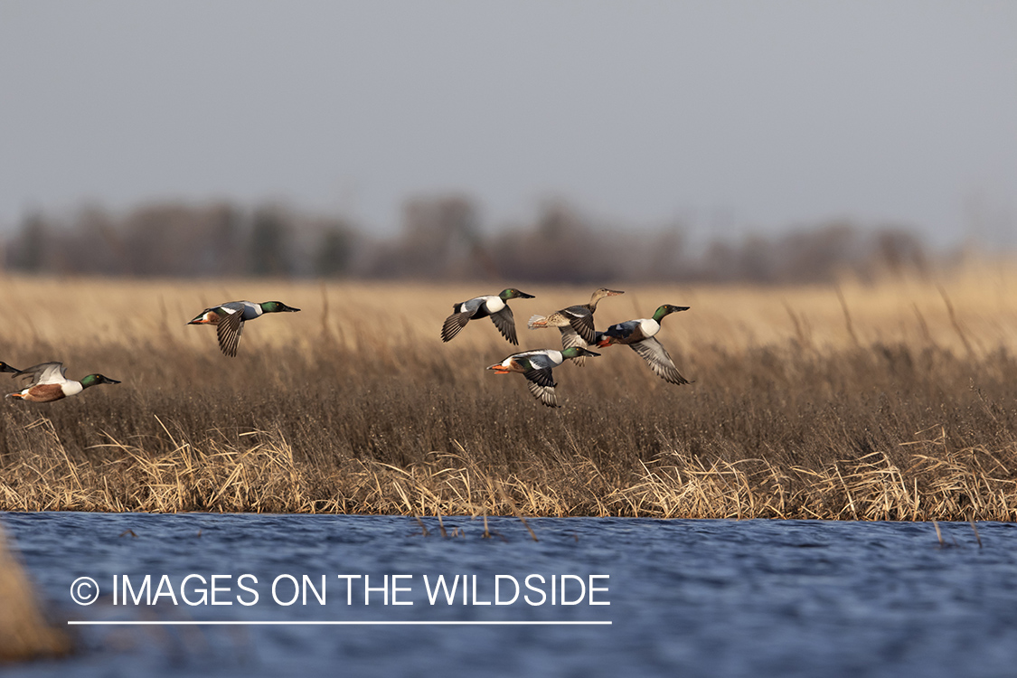 Shoveler ducks in flight.