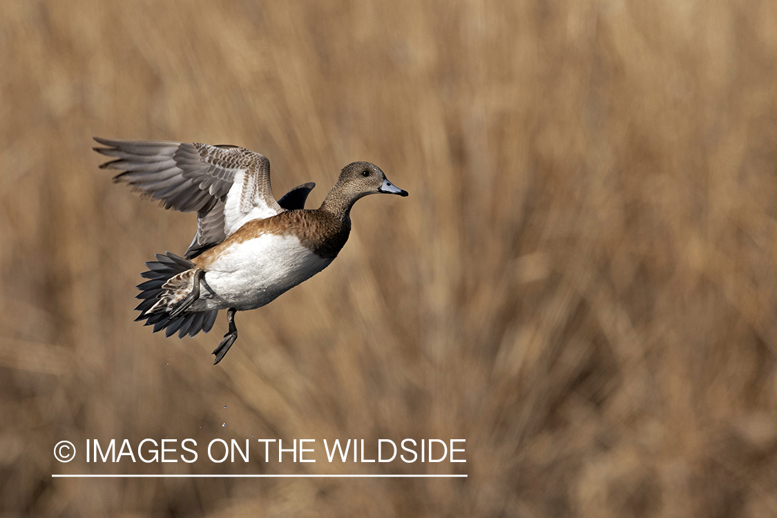 Wigeon hen in flight.