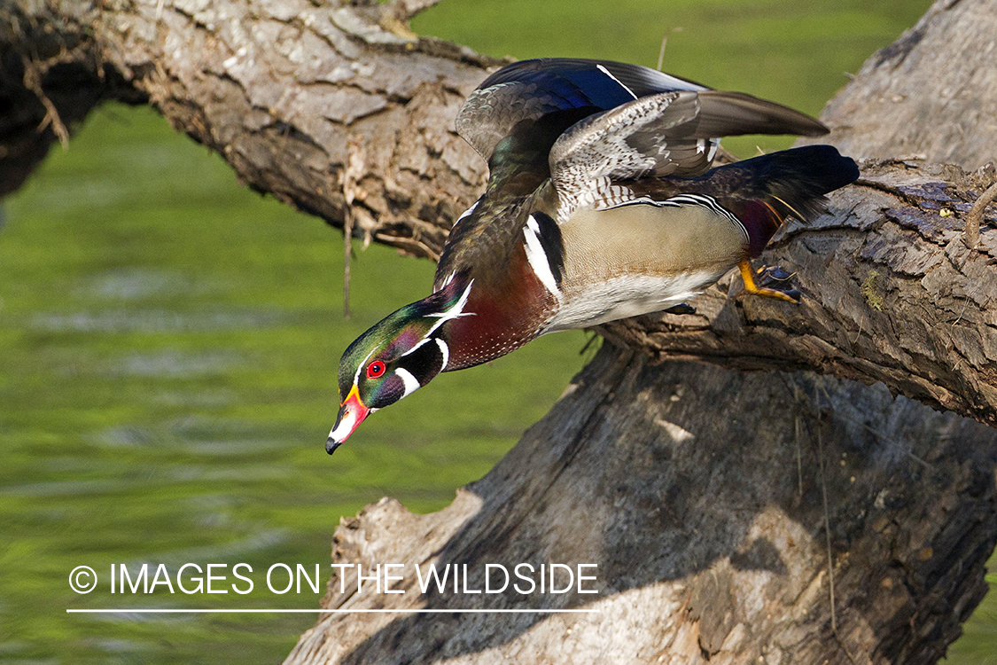 Wood Duck drake in habitat.