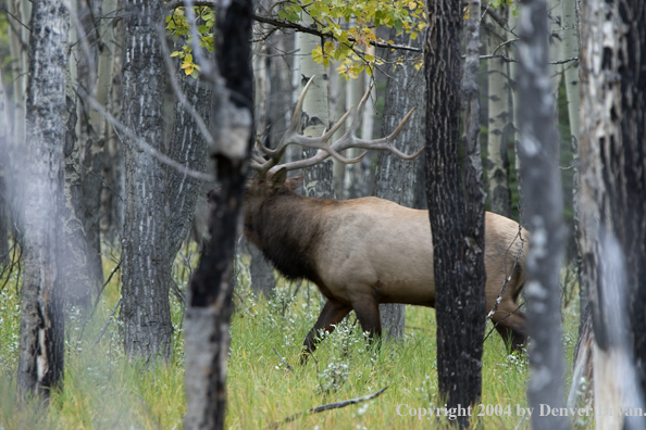 Rocky Mountain bull elk in habitat.