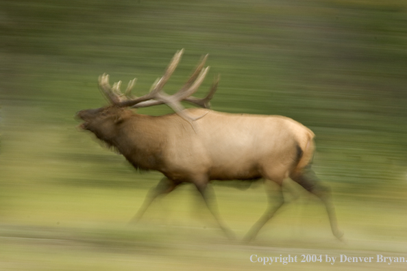 Rocky Mountain bull elk running.