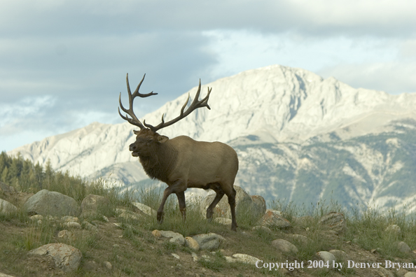 Rocky Mountain bull elk bugling.