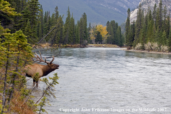 Elk in habitat