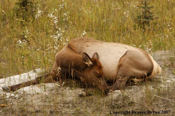 Rocky Mountain cow elk bedded down