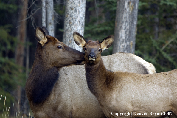 Rocky Mountain cow/calf elk pair