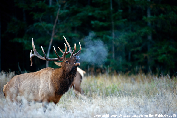 Bull Elk in field