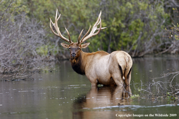 Rocky Mountain Bull Elk