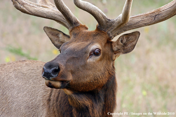 Rocky Mountain bull elk in habitat. 