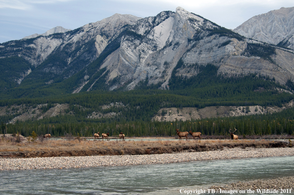 Rocky Mountain elk in habitat. 