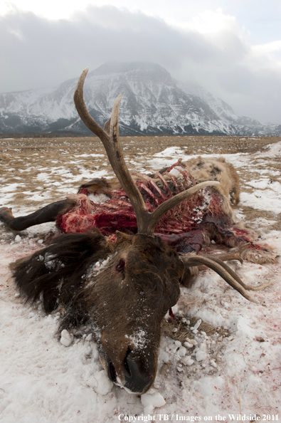 Elk carcass from predator in winter meadow. 