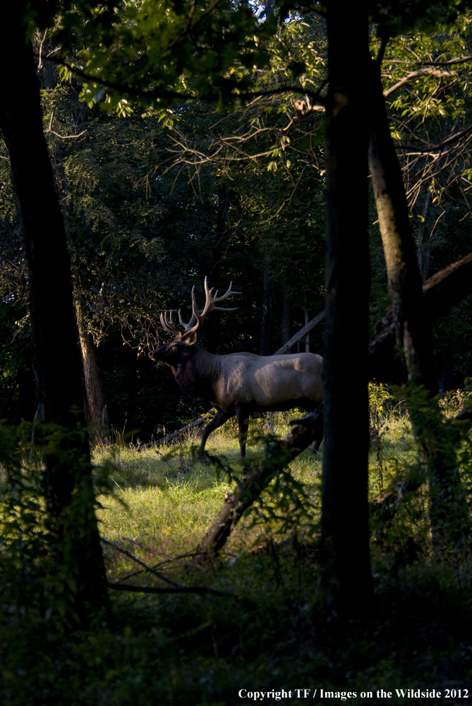 Rock Mountain Elk in habitat. 