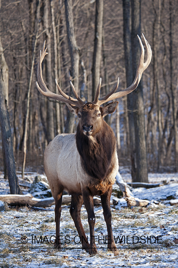 Rocky Mountian Elk in habitat.