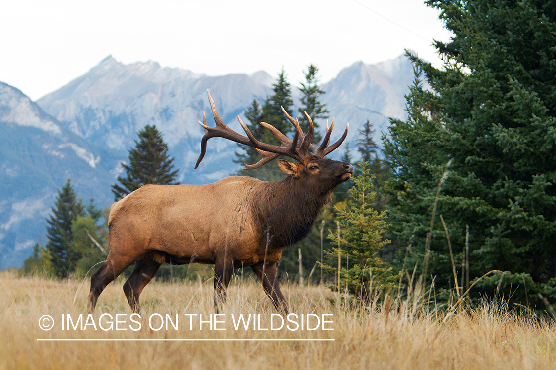 Rocky Mountain Bull Elk in habitat.