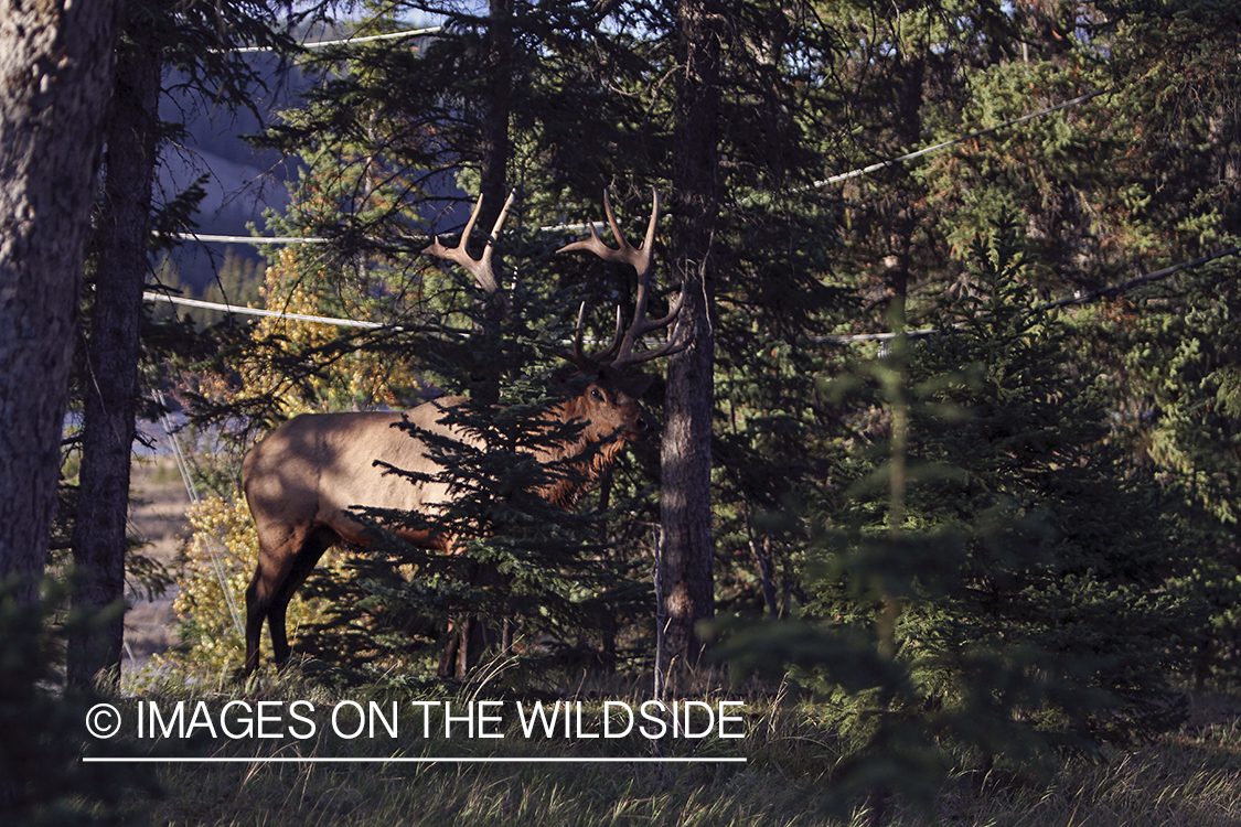 Rocky Mountain Bull Elk in habitat.