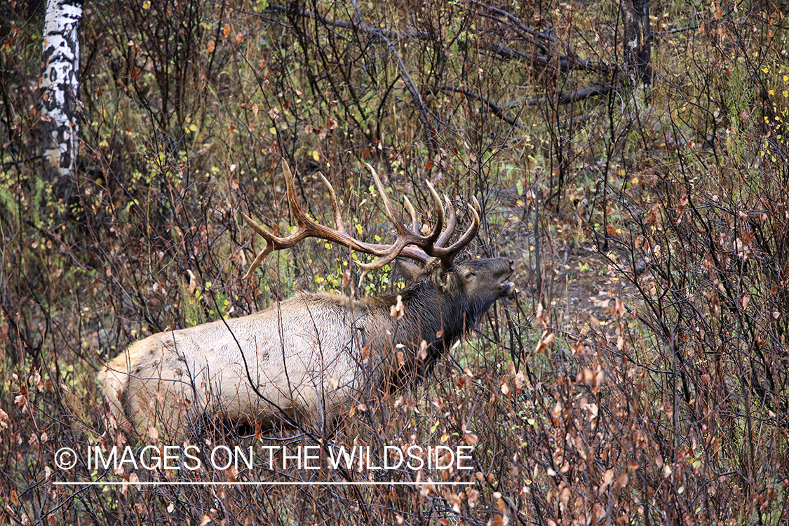 Rocky Mountain Bull Elk bugling in habitat.