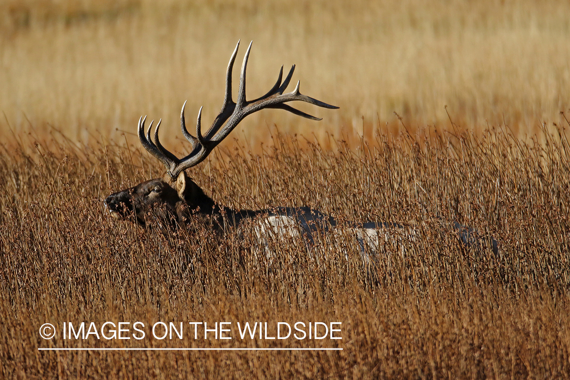 Elk laying in field.