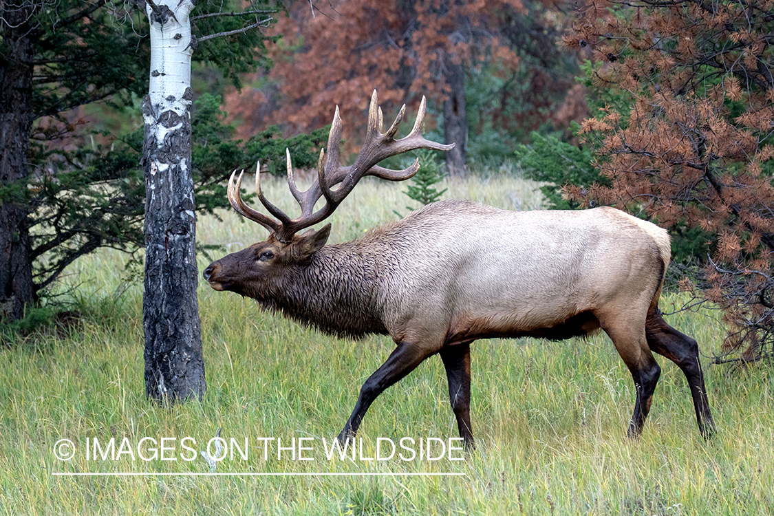 Bull elk in autumn habitat.