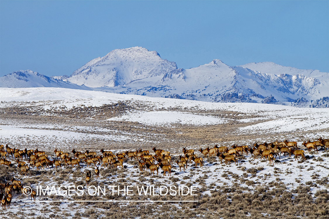 Rocky Mountain elk in sagebrush.