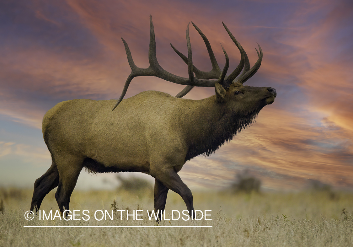 Rocky Mountain Elk in field.