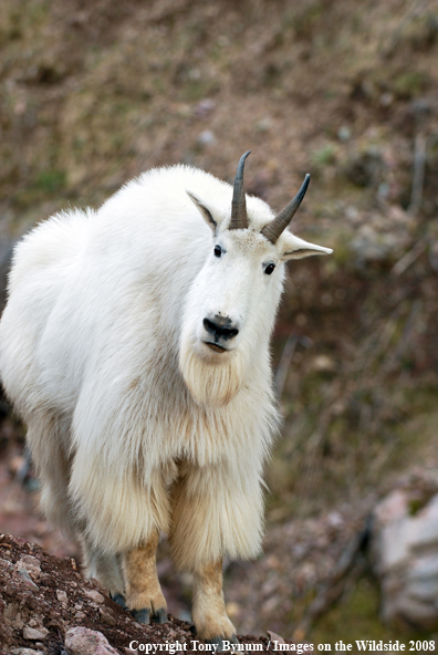 Billy Mountain Goat