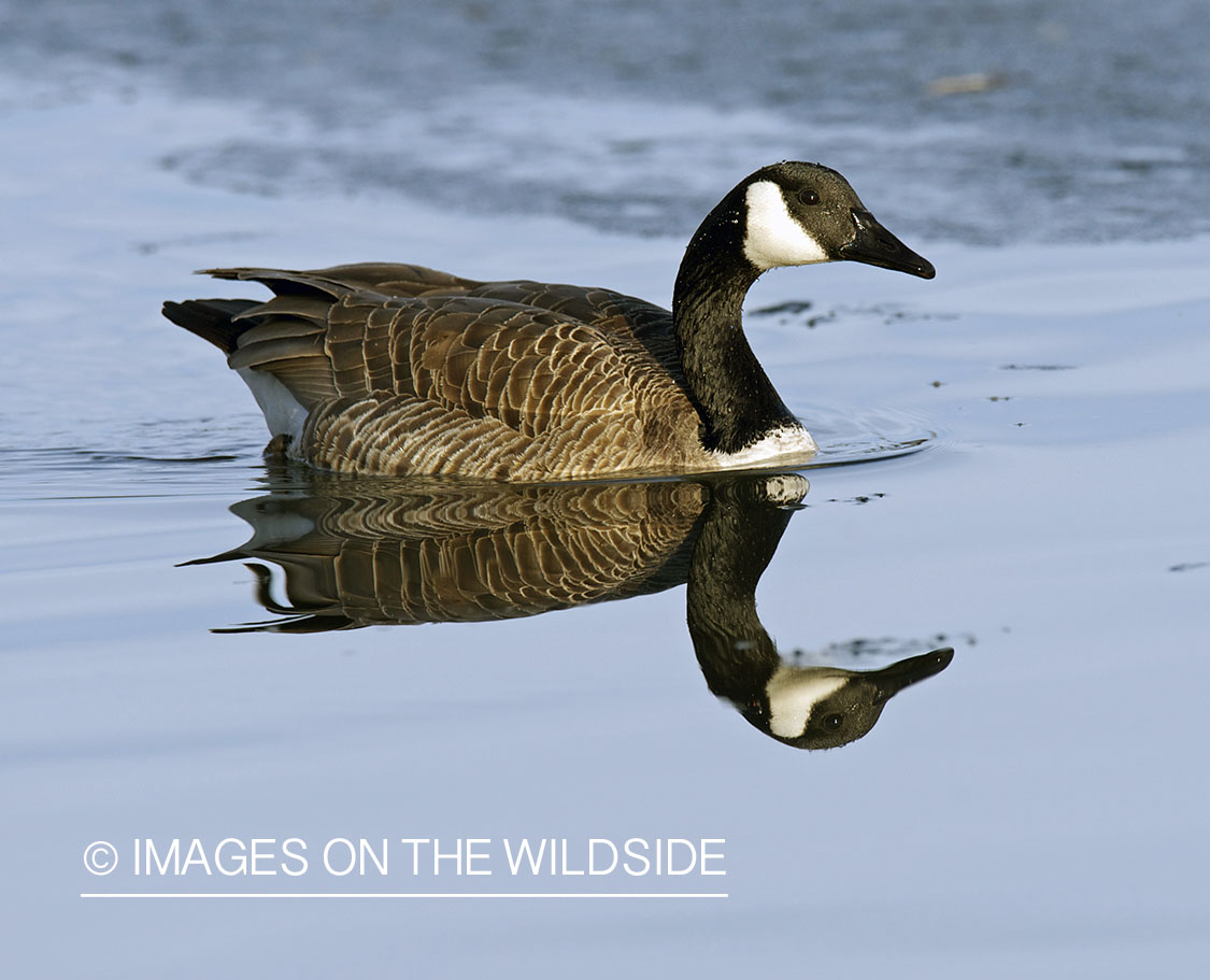 Canadian goose in habitat.